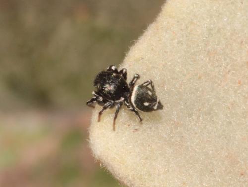 Réf. 281 309 : Heliophanus sp.